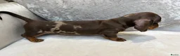 Miniature Dachshund dogs for sale: Miniature Dachshund puppies for sale - Advert 18