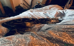 Bengal cats for sale: Gorgeous Tabby / Bengal Cat - Super Friendly  - Image 4