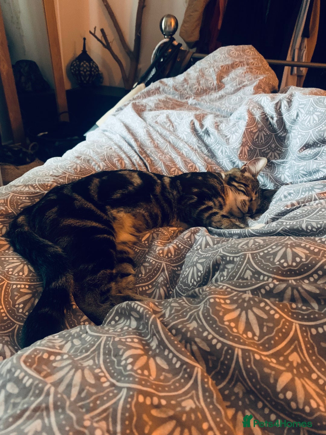 Bengal cats for sale: Gorgeous Tabby / Bengal Cat - Super Friendly  - Image 4