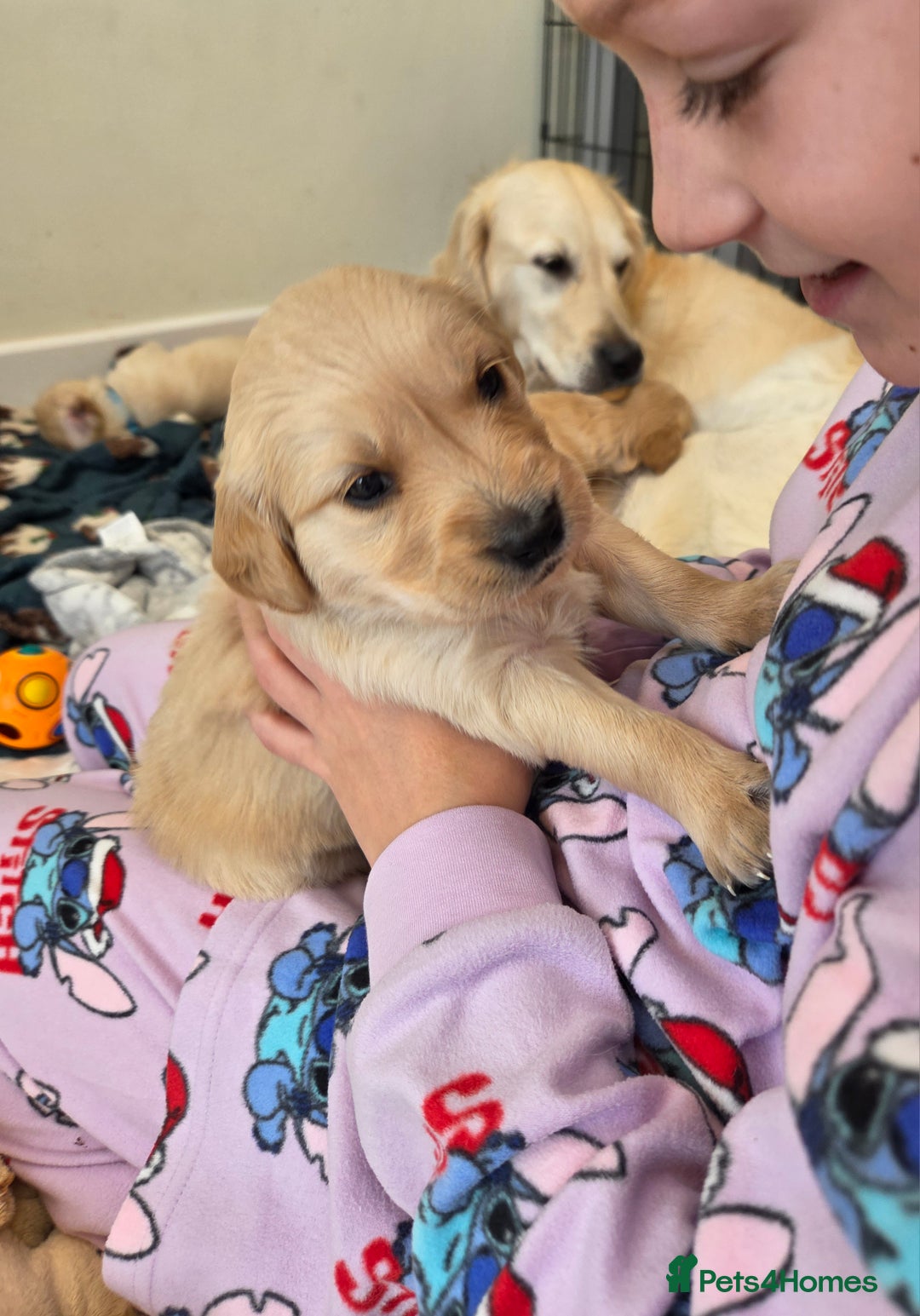 Golden Retriever dogs for sale: KC registered Beautiful Golden retriever puppies  - Advert 26