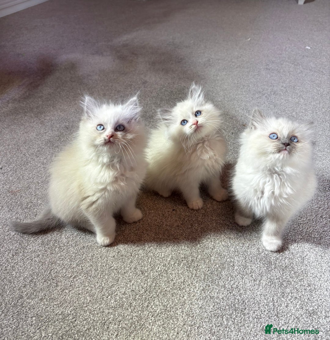 Ragdoll cats for sale: Blue GCCF pedigree Ragdoll kittens - Advert 2