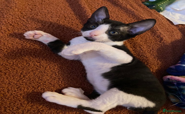 Cornish Rex cats - Advert 2