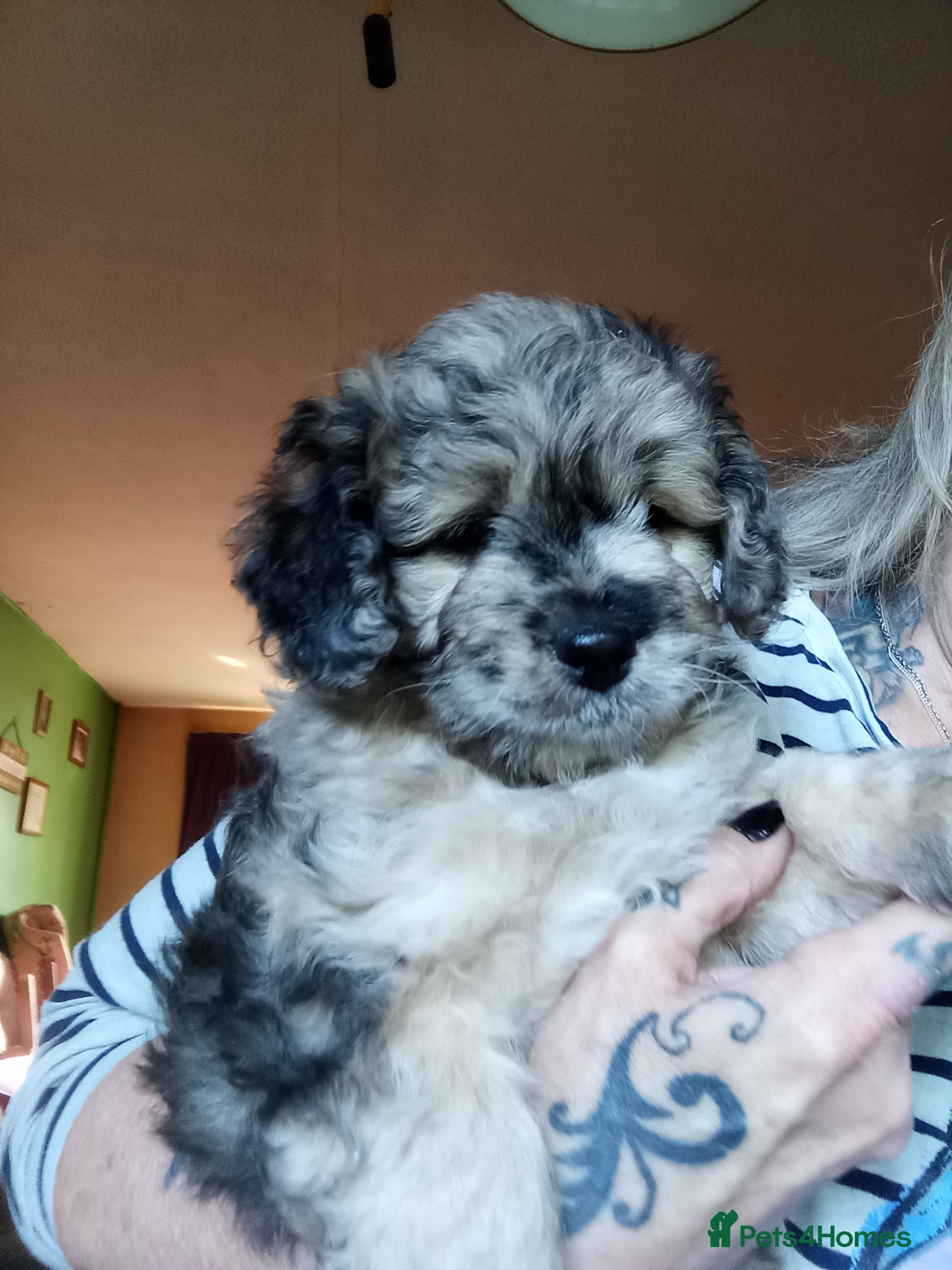 Poodle dogs POODLE CROSS PUPS  - Advert 1