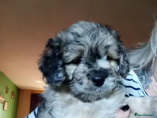 Poodle dogs POODLE CROSS PUPS - Advert 1