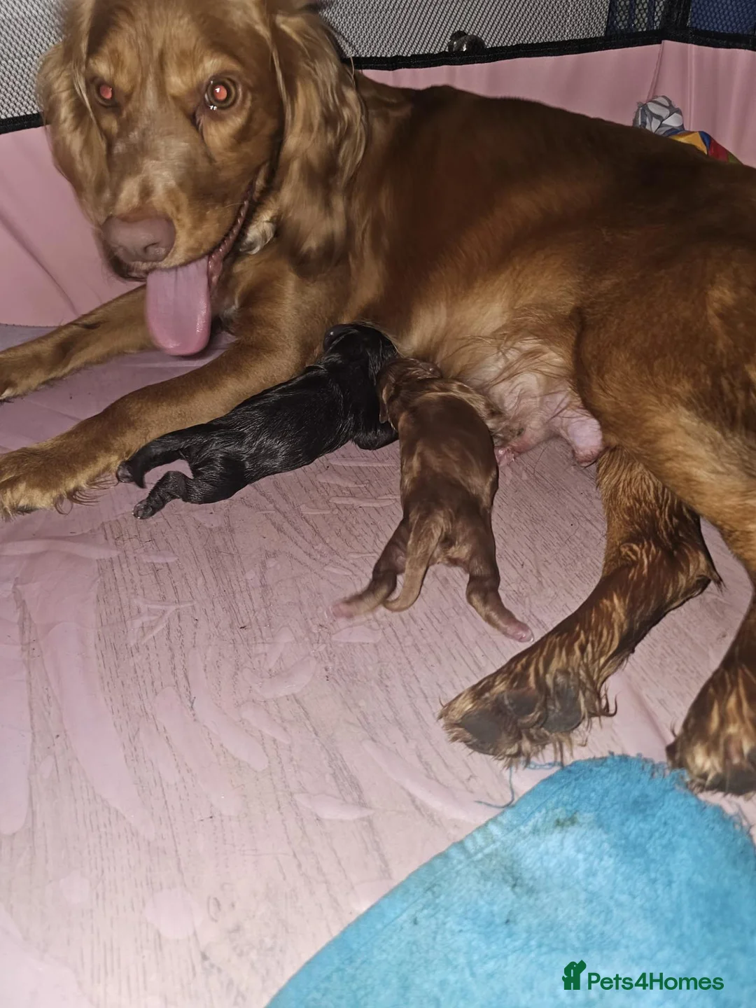Cocker Spaniel dogs for sale: Cocker spaniels - Advert 8