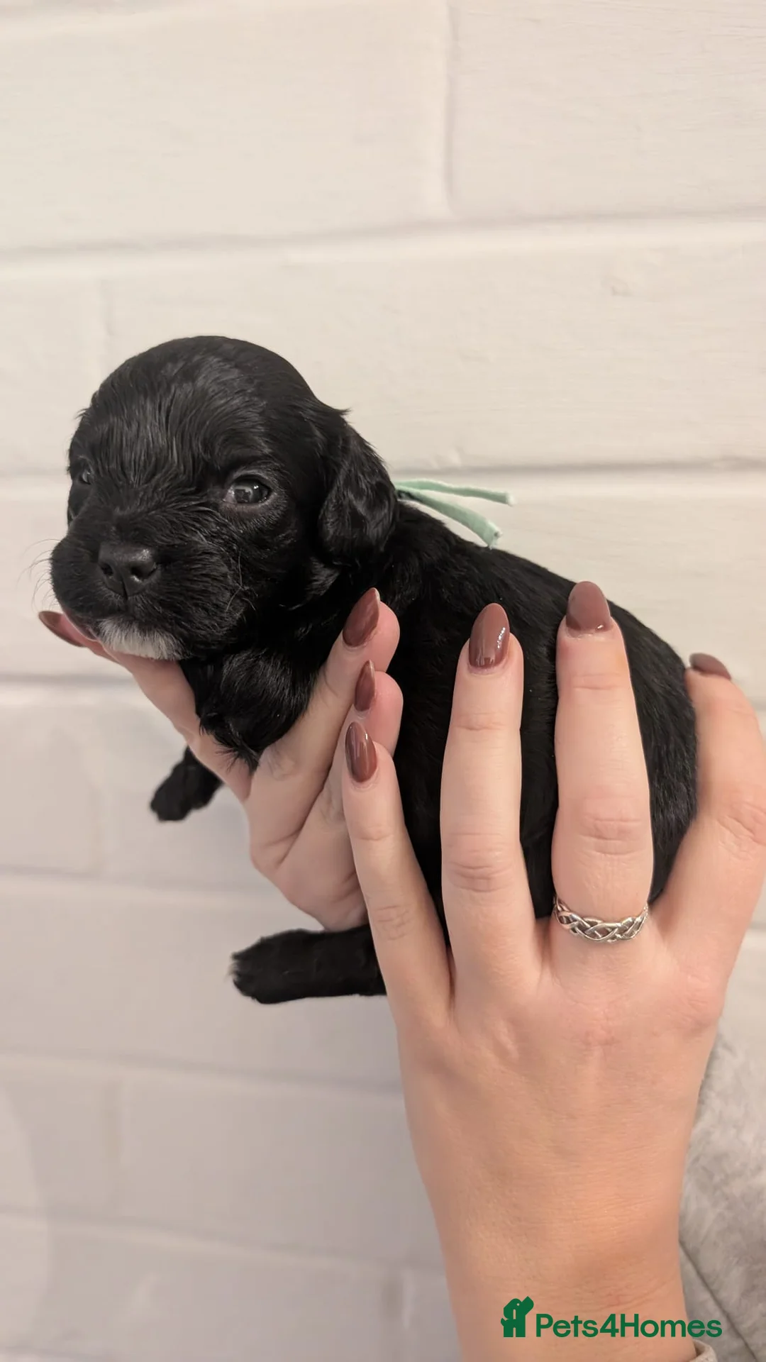 Cockapoo dogs for sale: Cockapoo puppies - Advert 18