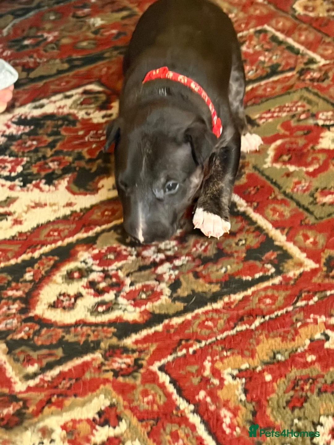 English Bull Terrier dogs for sale: Stunning English bull terrier pup one available  - Advert 2