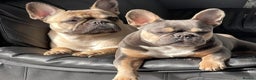 French Bulldog dogs for sale: Doris  - Advert 1