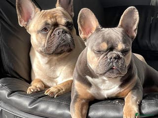 French Bulldog dogs Doris - Advert 12