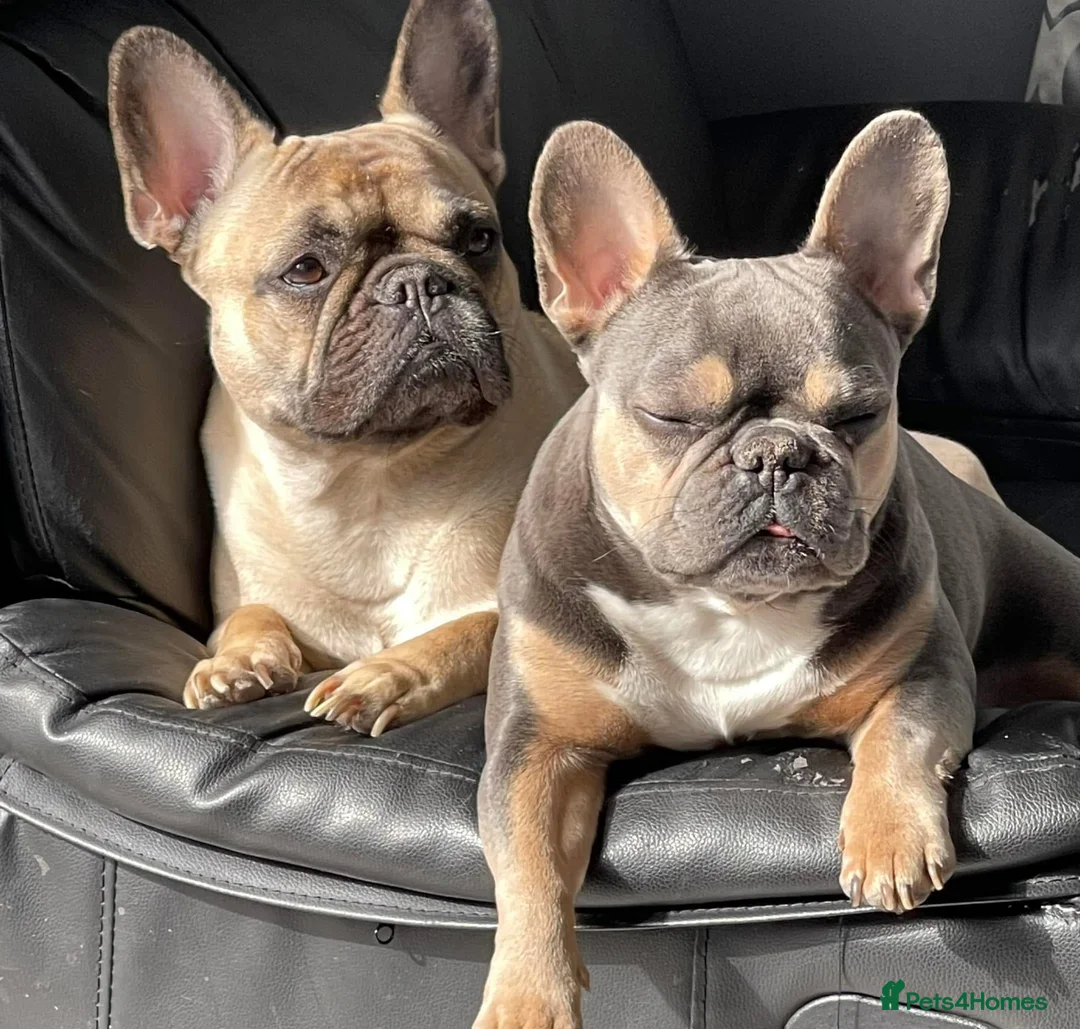 French Bulldog dogs for sale: Doris  - Advert 1