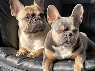French Bulldog dogs Doris - Advert 8