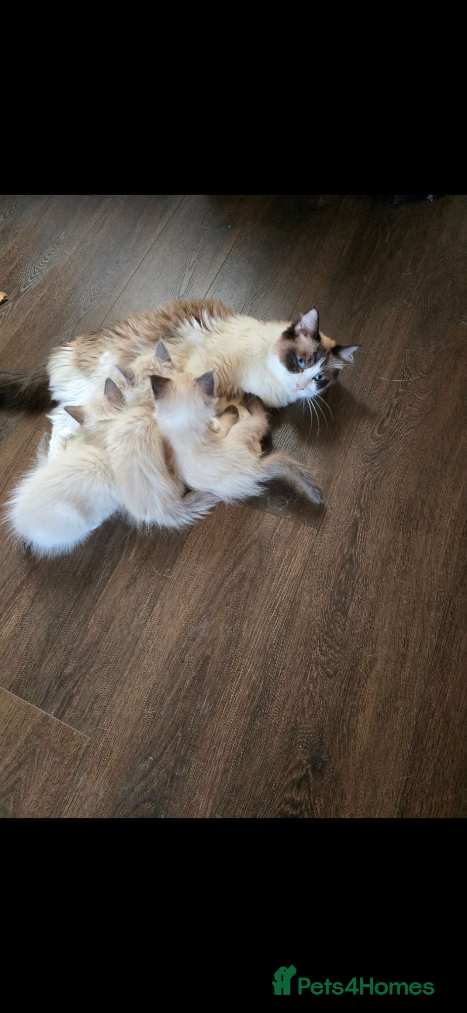 Ragdoll cats Ragdoll kittens ready now - Advert 5
