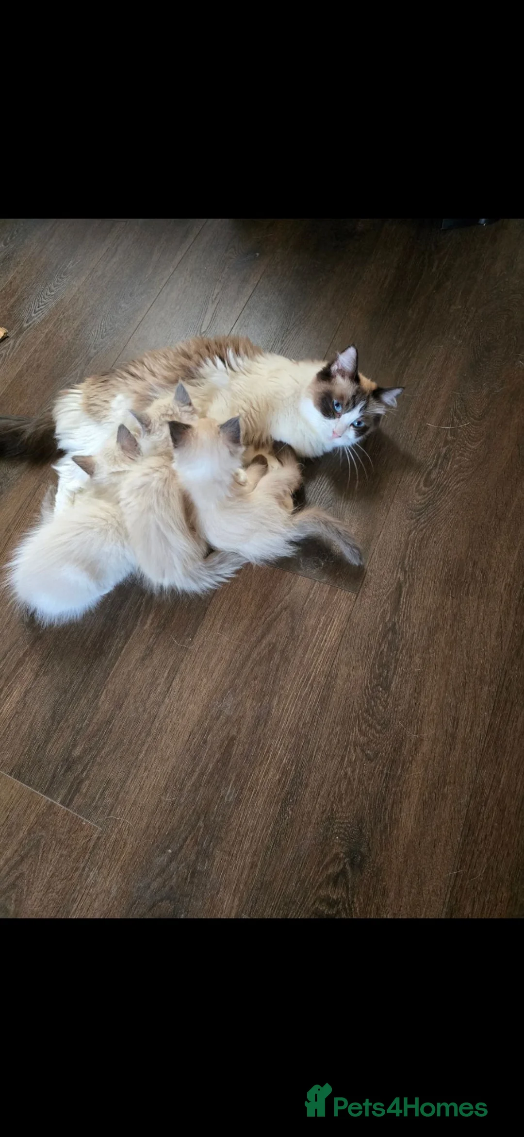 Ragdoll cats for sale: Ragdoll kittens ready now in Blackwood - Advert 1