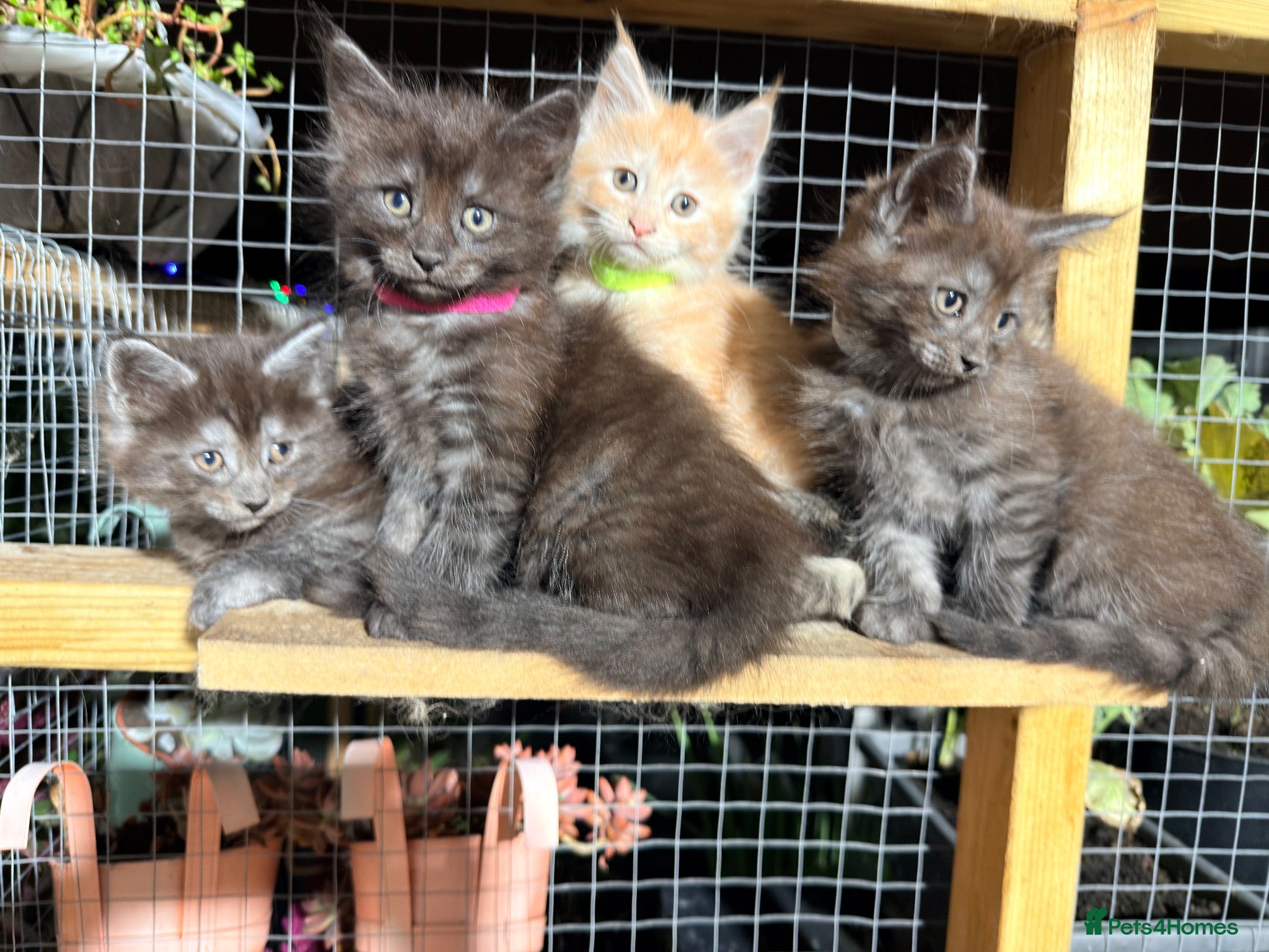 Maine Coon cats Half Maincoon Kittens  - Advert 1