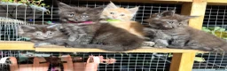 Maine Coon cats for sale: Half Maincoon Kittens  - Advert 1