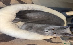 British Shorthair cats for sale: British short hair Cats - Advert 15