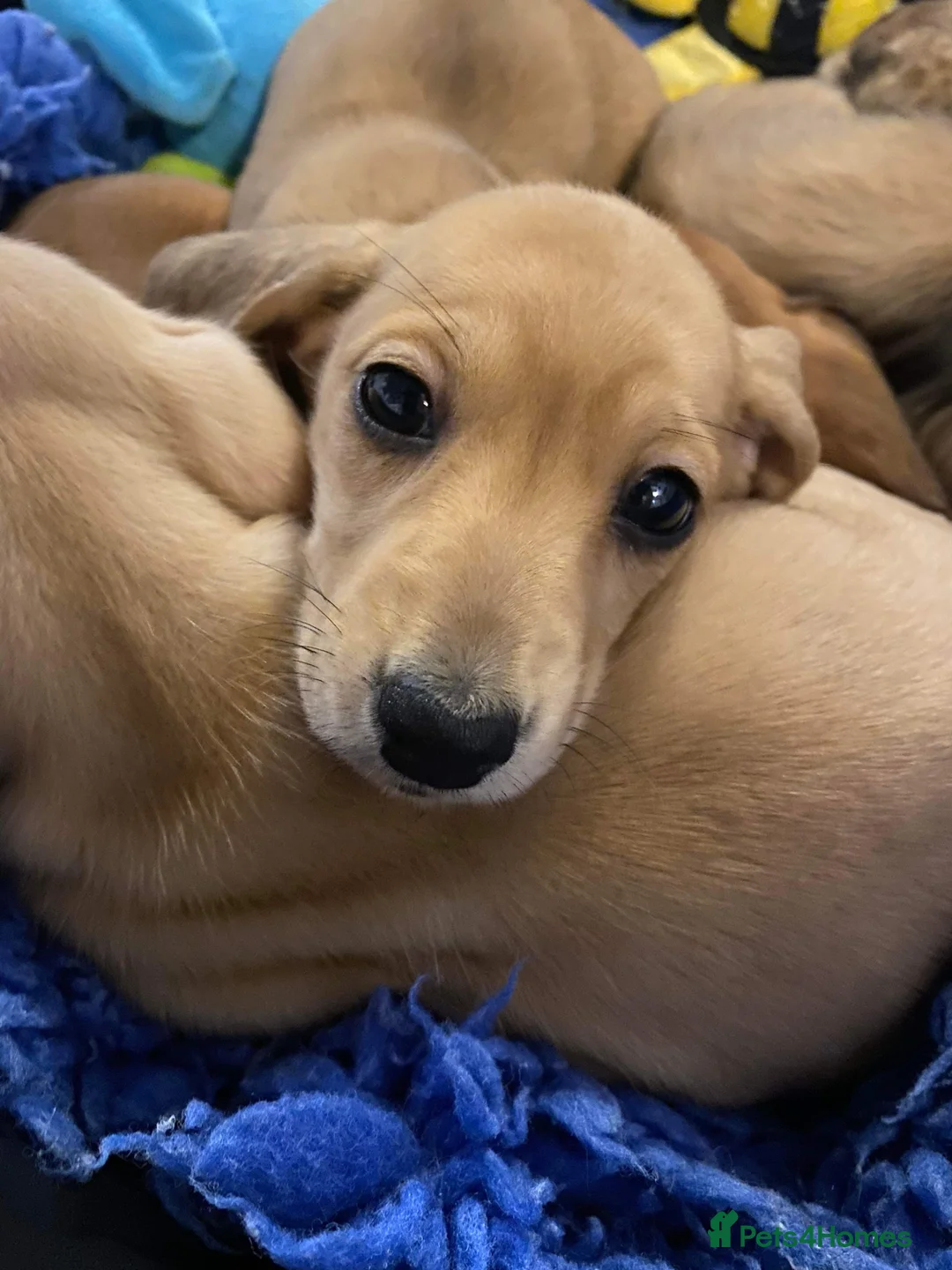 Miniature Dachshund dogs for stud: Kc reg IVDD screened pra clear mini smooth  in Newton Abbot - Advert 33