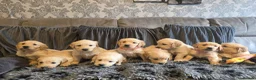 Golden Retriever dogs for sale: Golden Retriever puppy's KC  - Advert 10