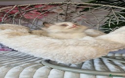 Ragdoll cats for sale: Quality Tica reg Ragdoll kittens  - Image 4