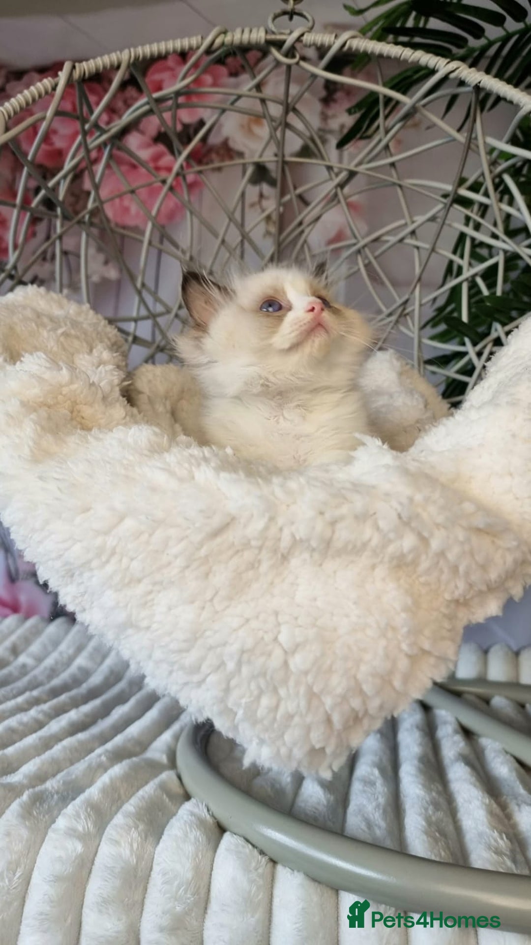 Ragdoll cats for sale: Quality Tica reg Ragdoll kittens  - Image 4