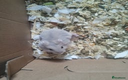 Hamster rodents for sale: 5 x russian dwarf hamsters 2x girls 3 x boys  - Image 3