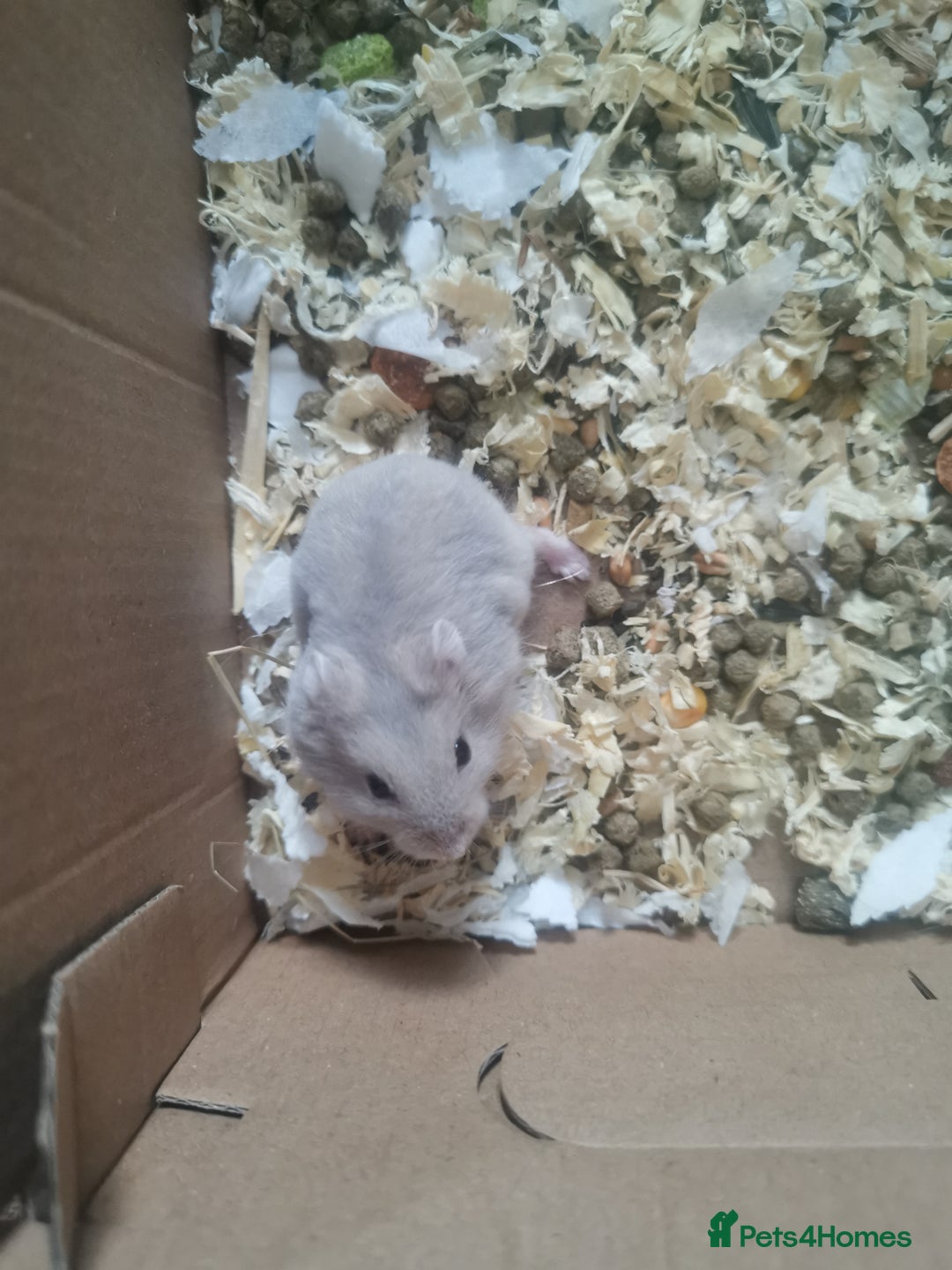 Hamster rodents for sale: 5 x russian dwarf hamsters 2x girls 3 x boys  - Image 3