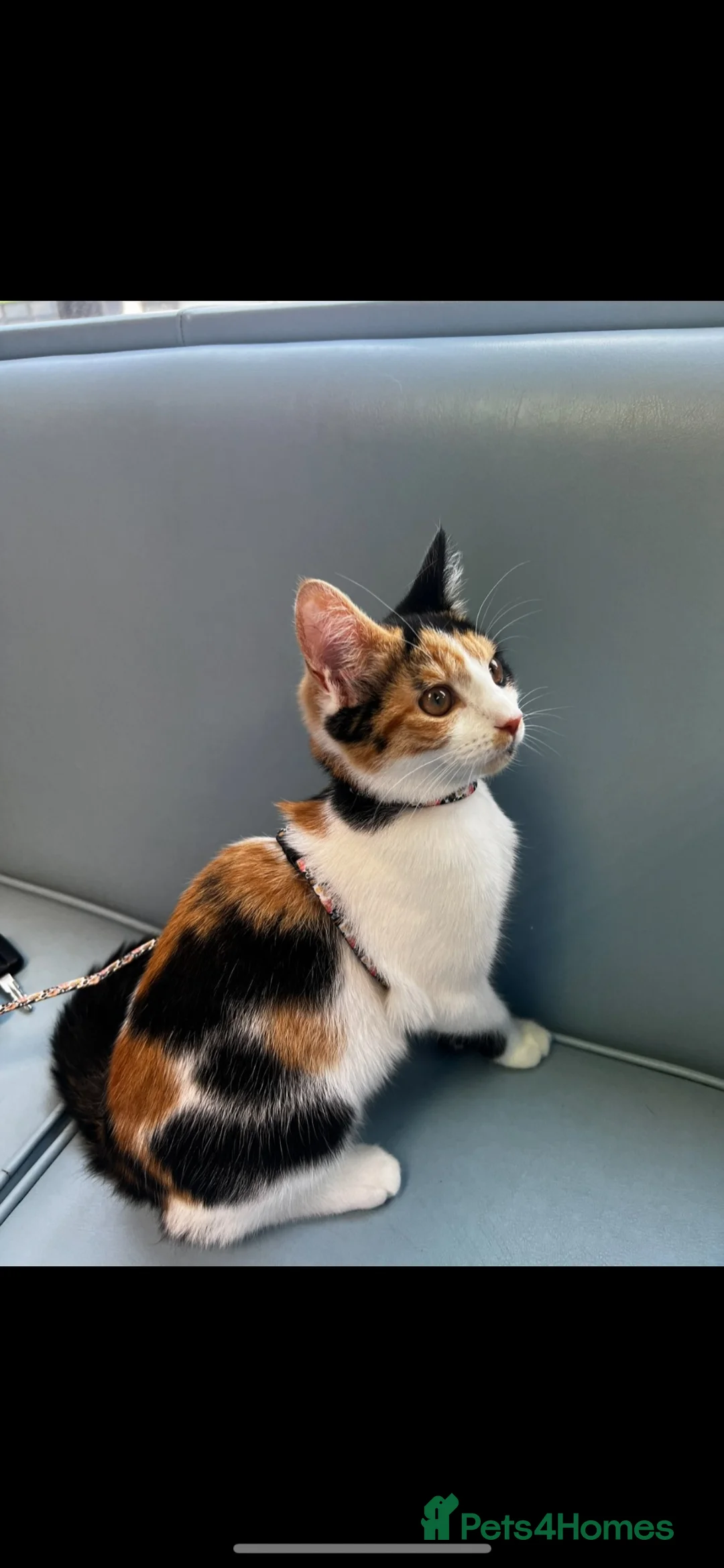 Mixed Breed cats for sale: 2 year old cat  - Advert 3