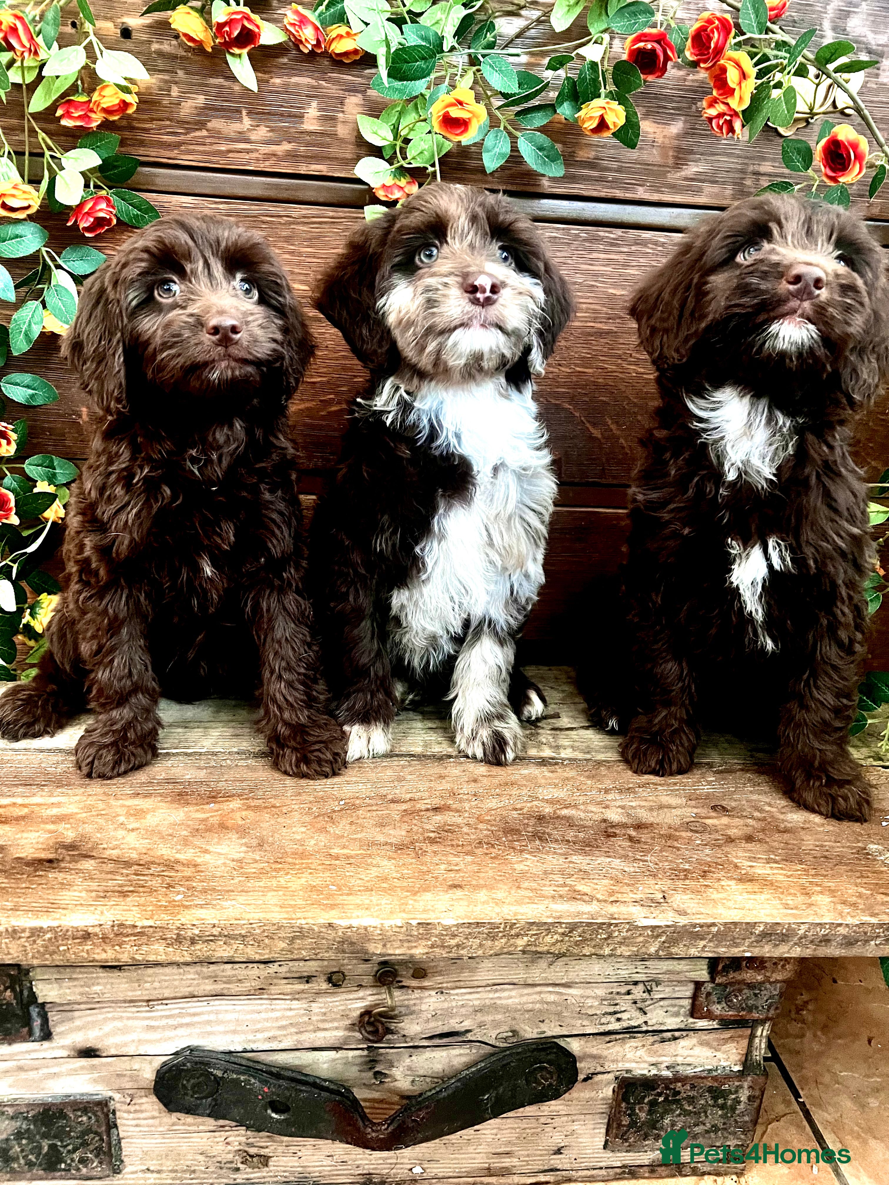 Sproodle dogs Chocolate Sproodle Puppies rare Merle  - Advert 2