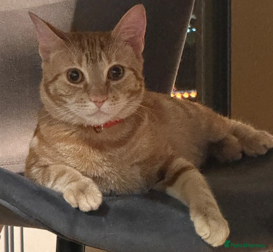 Mixed Breed cats for sale: Cat with all belongings  in Birmingham - Advert 2