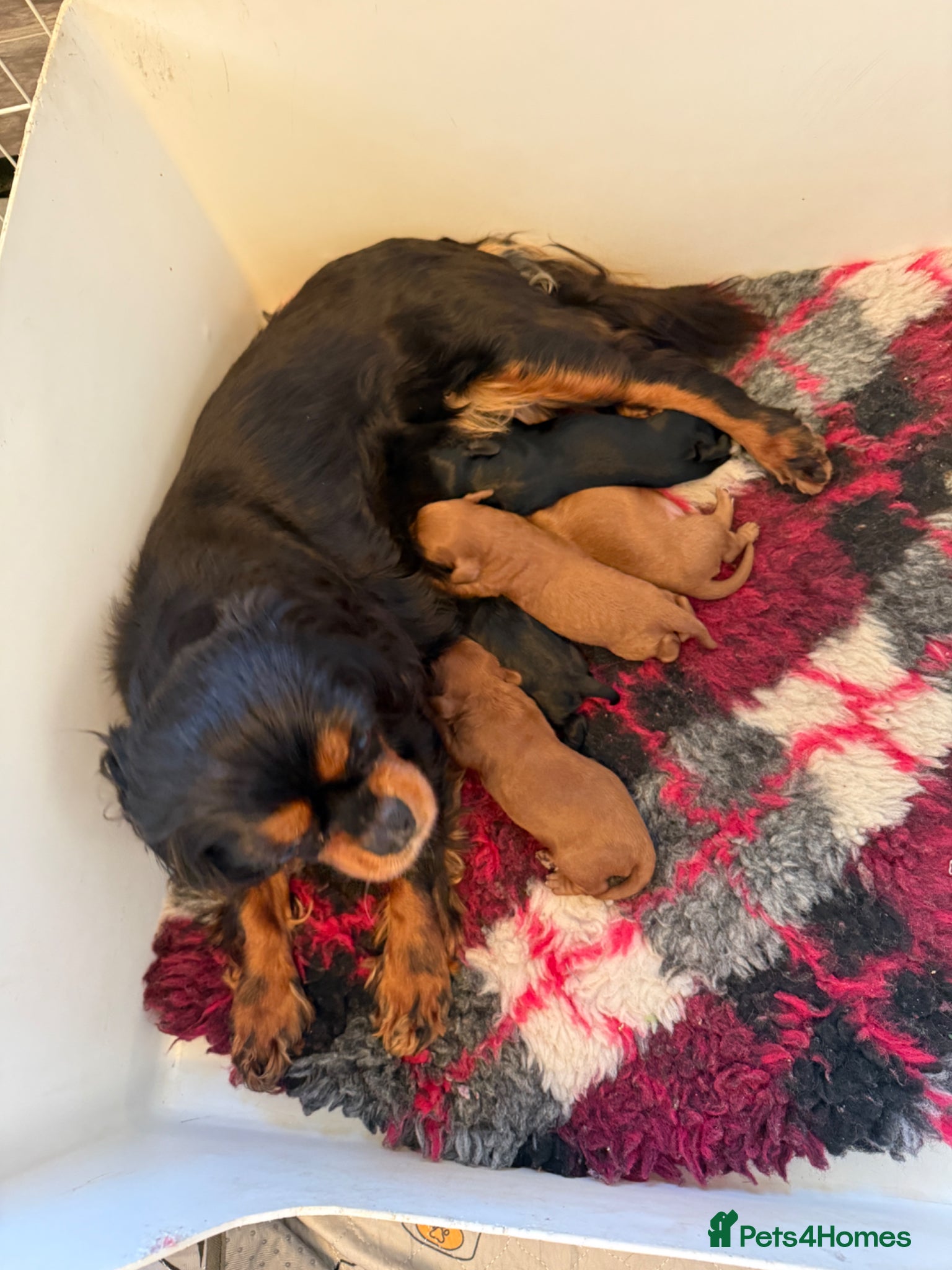 Cavapoo dogs Cavapoo health tested five ⭐️ licensed breeder - Advert 2