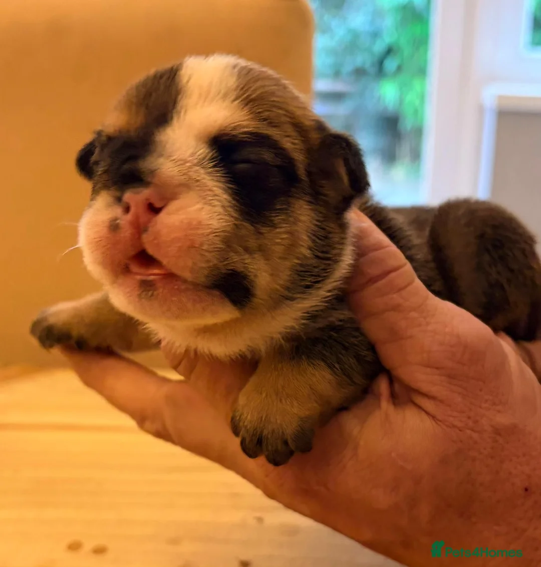 English Bulldog dogs for sale: Bulldog puppies  - Advert 4