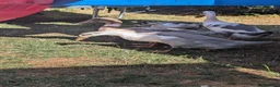 Ducks poultry for sale: Indian runner ducks  in Brackley - Advert 4