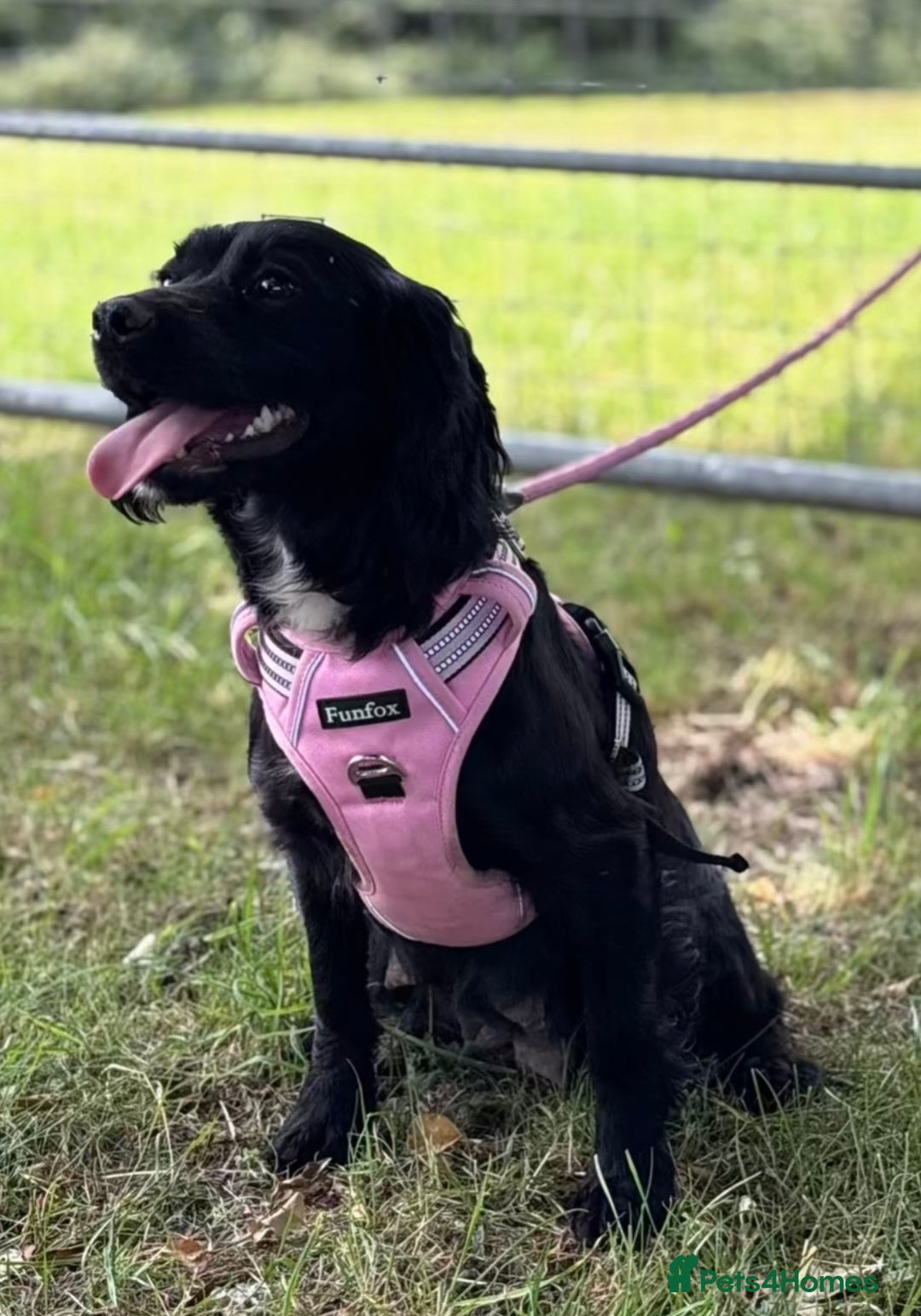 Cockapoo dogs for sale: Beautiful cockapoos for sale - Advert 2