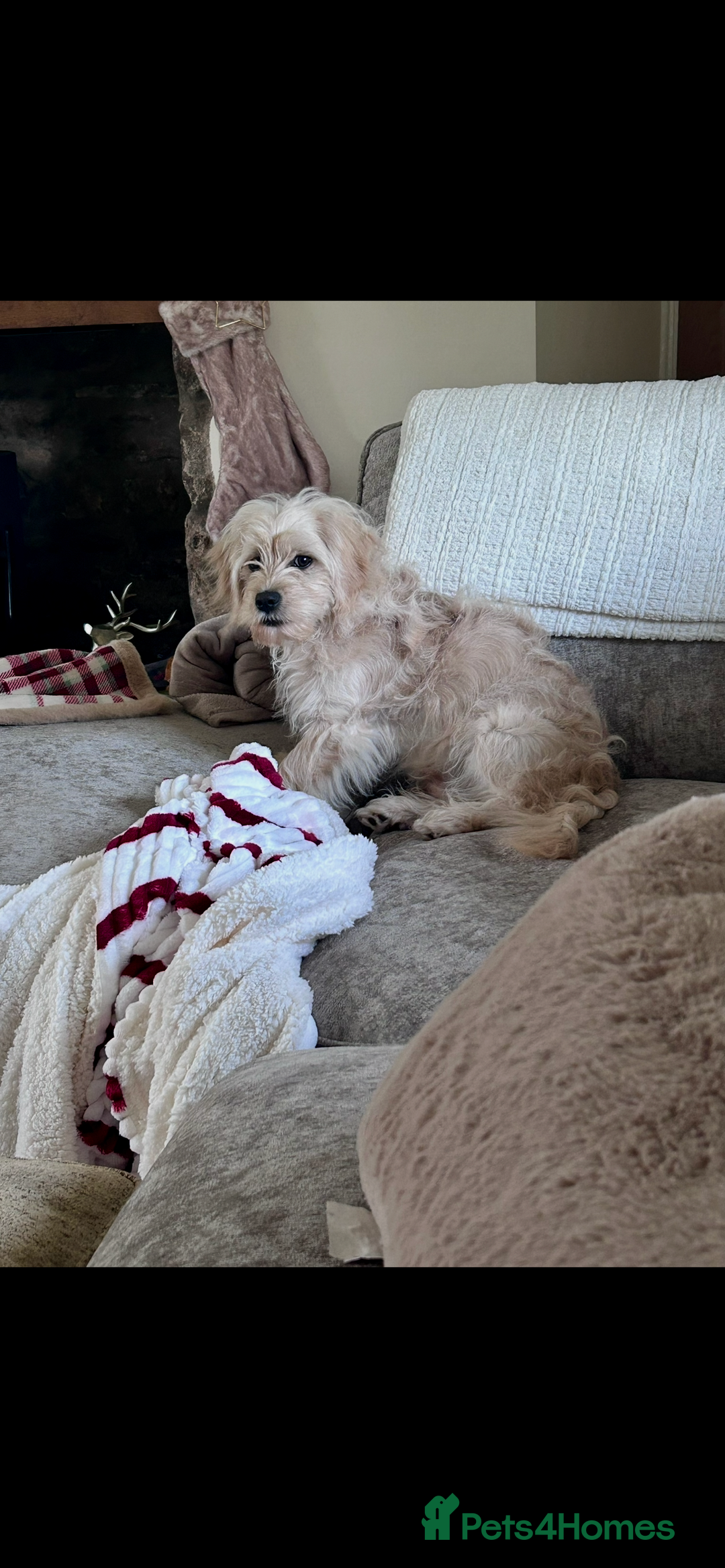 Cavapoochon dogs for sale: Male CavapoochonPuppy - Advert 2