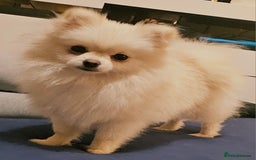 Pomeranian dogs for sale: Beautiful  ** -Size Pomeranian Girl - Image 3