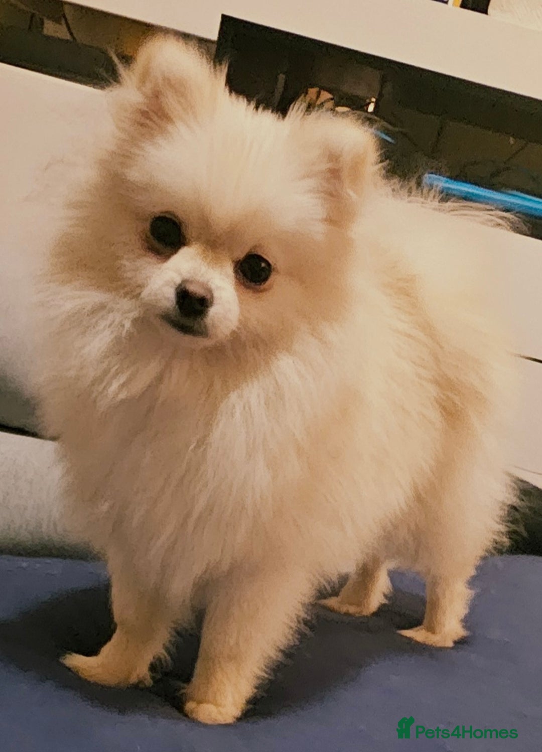Pomeranian dogs for sale: Beautiful  ** -Size Pomeranian Girl - Image 3