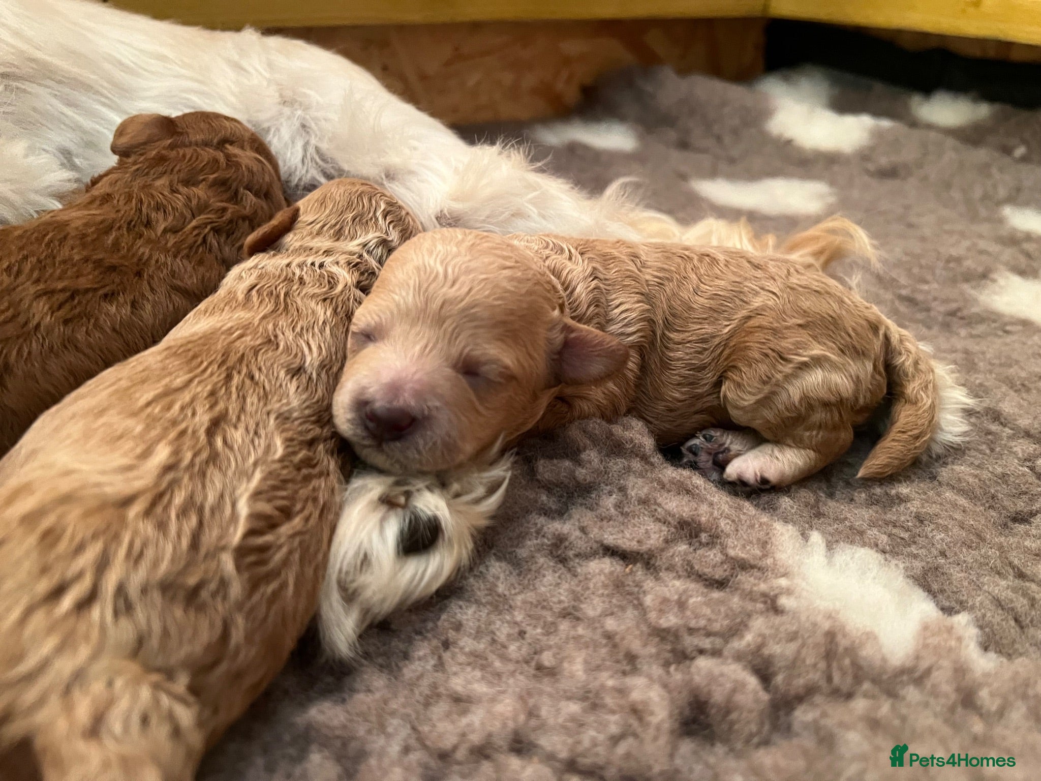 Maltipoo dogs Maltipoo puppy’s  - Advert 2