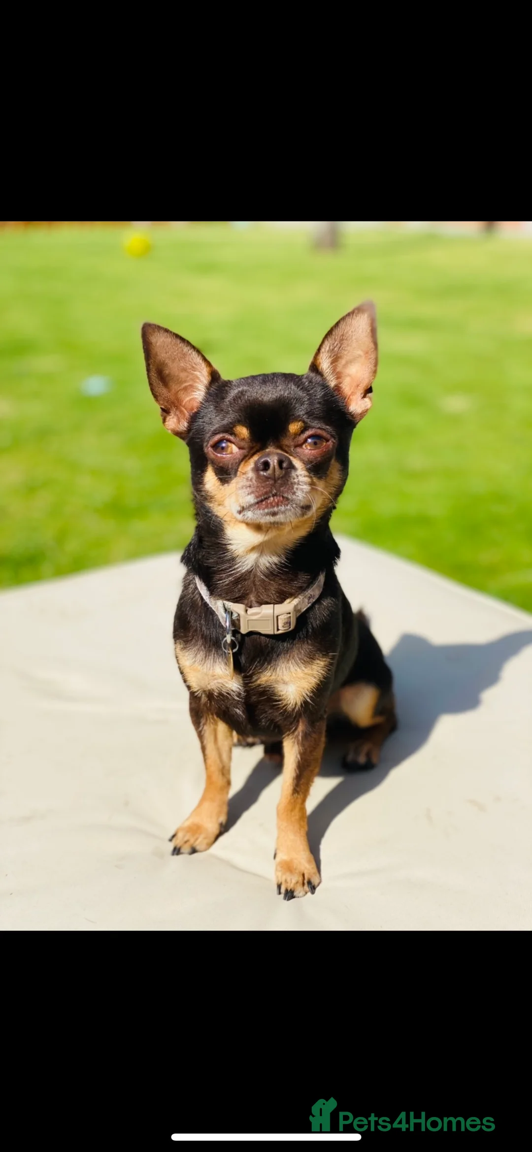 Chihuahua dogs for stud: small chihuahua stud only not for sale! chihuahua in Bury Saint Edmunds - Advert 8