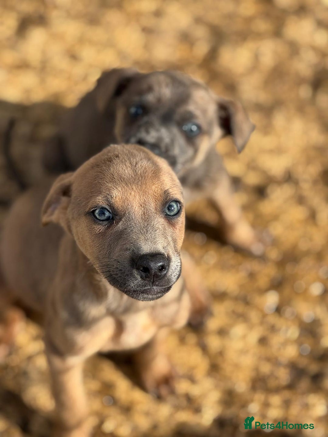 Mixed Breed dogs for sale: Puppies  - Image 11