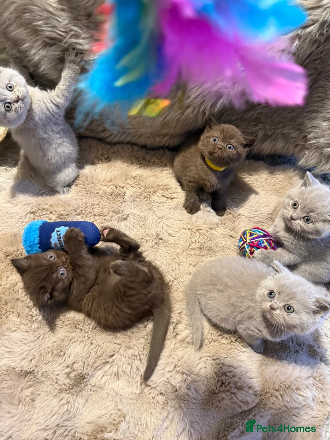 British Shorthair cats for sale: Supreme Champion Line British Shorthair Kittens - Advert 2