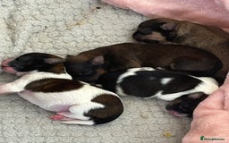 Shorkie dogs for sale: Shorkie pups - Image 10