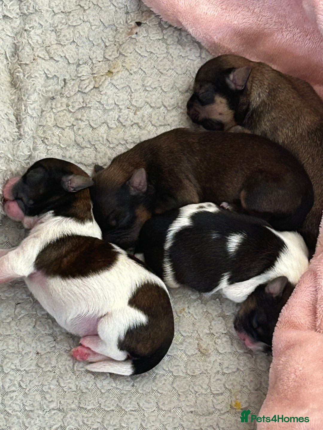 Shorkie dogs for sale: Shorkie pups - Image 10
