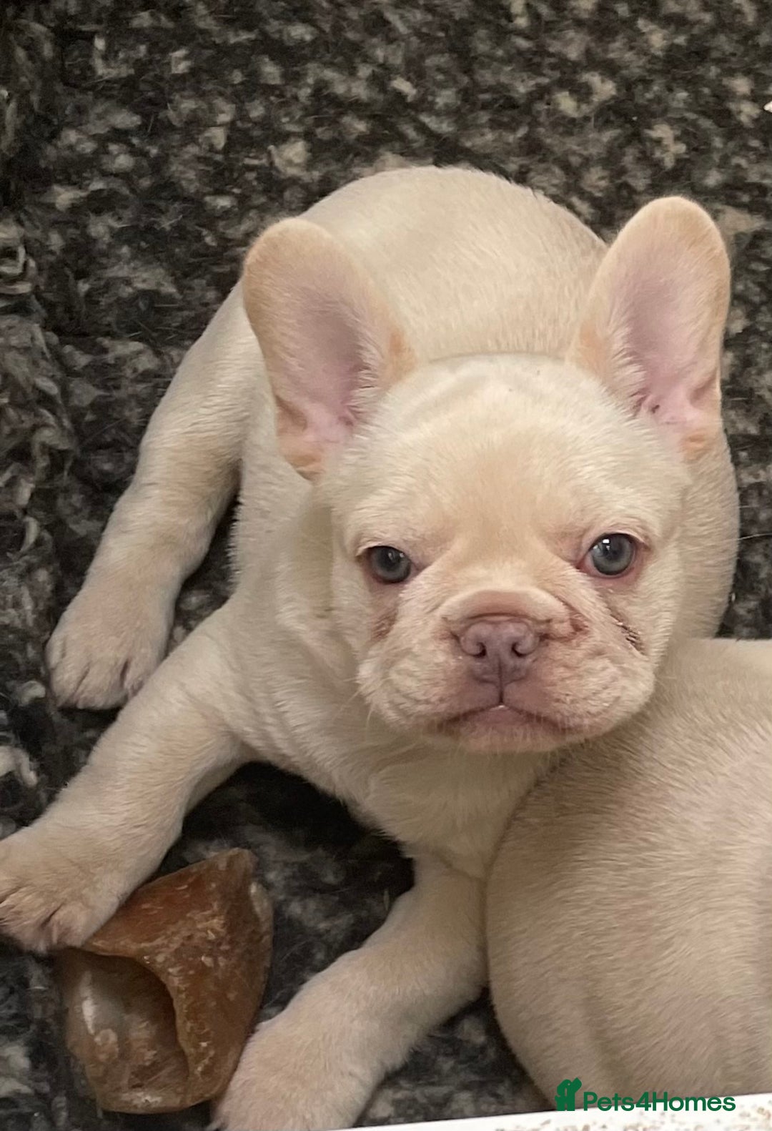 French Bulldog dogs for sale: KC REGISTERED QUALITY FRENCH BULLDOG PUPPIES  - Advert 4