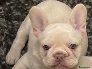 French Bulldog dogs KC REGISTERED QUALITY FRENCH BULLDOG PUPPIES - Advert 6