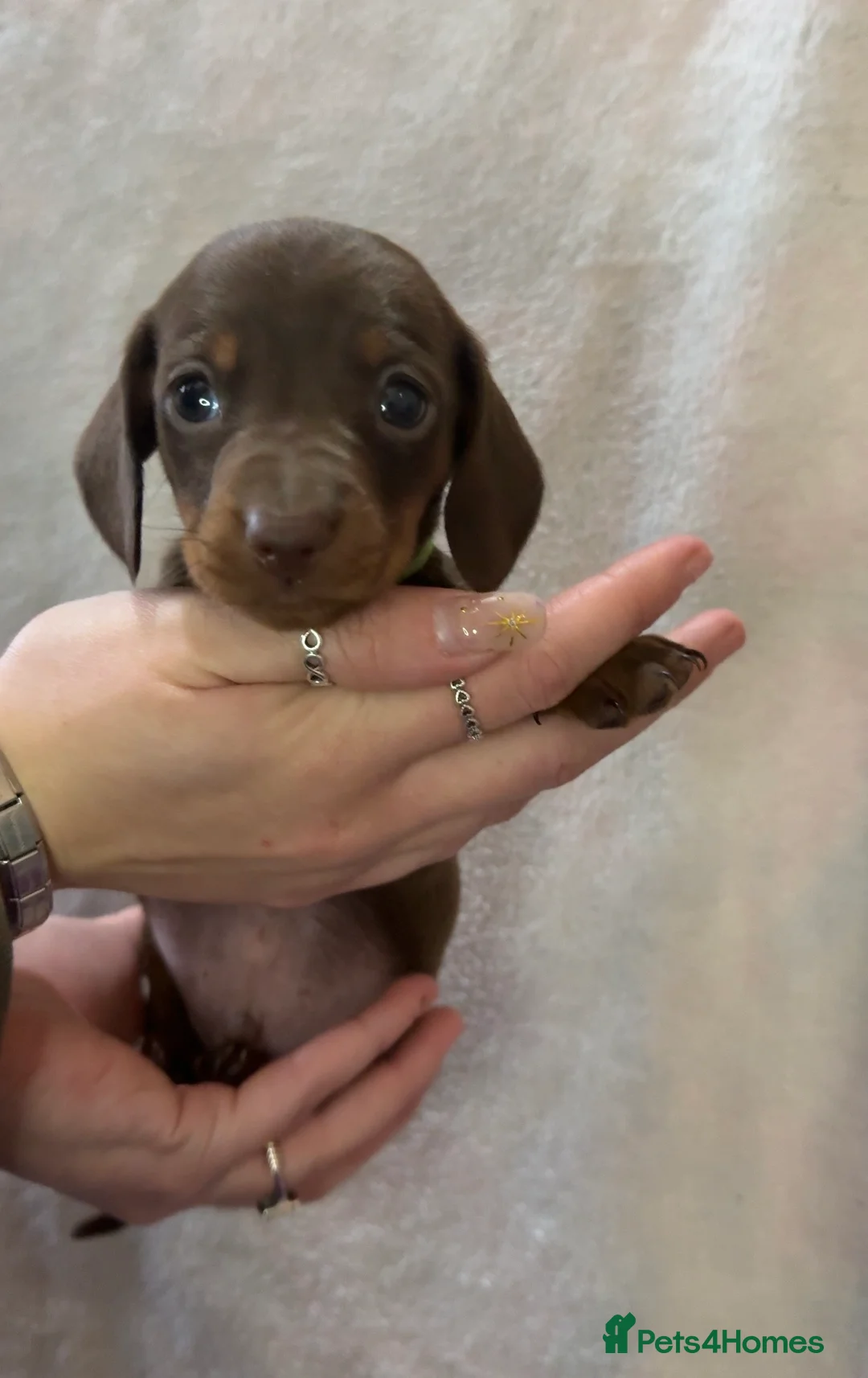 Dachshund dogs for sale: Kennel Club Registered & Health Tested - Advert 9