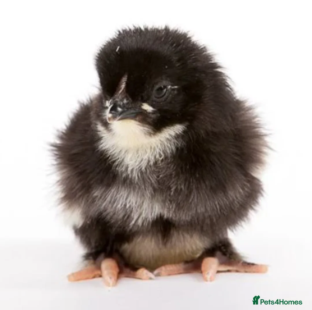 Chickens poultry for sale: Day-Old Copper Black Marans for Sale in Cardiff - Advert 3