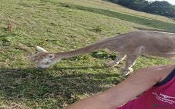 Alpaca livestock for sale: Sad Sale of 5 Females - Image 3