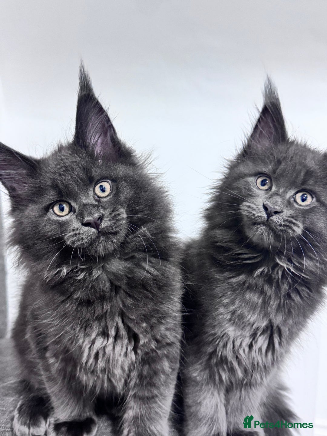 Maine Coon cats for sale: 3 Gorgeous Maine Coon Kittens – Fully Vet-Checked - Advert 7