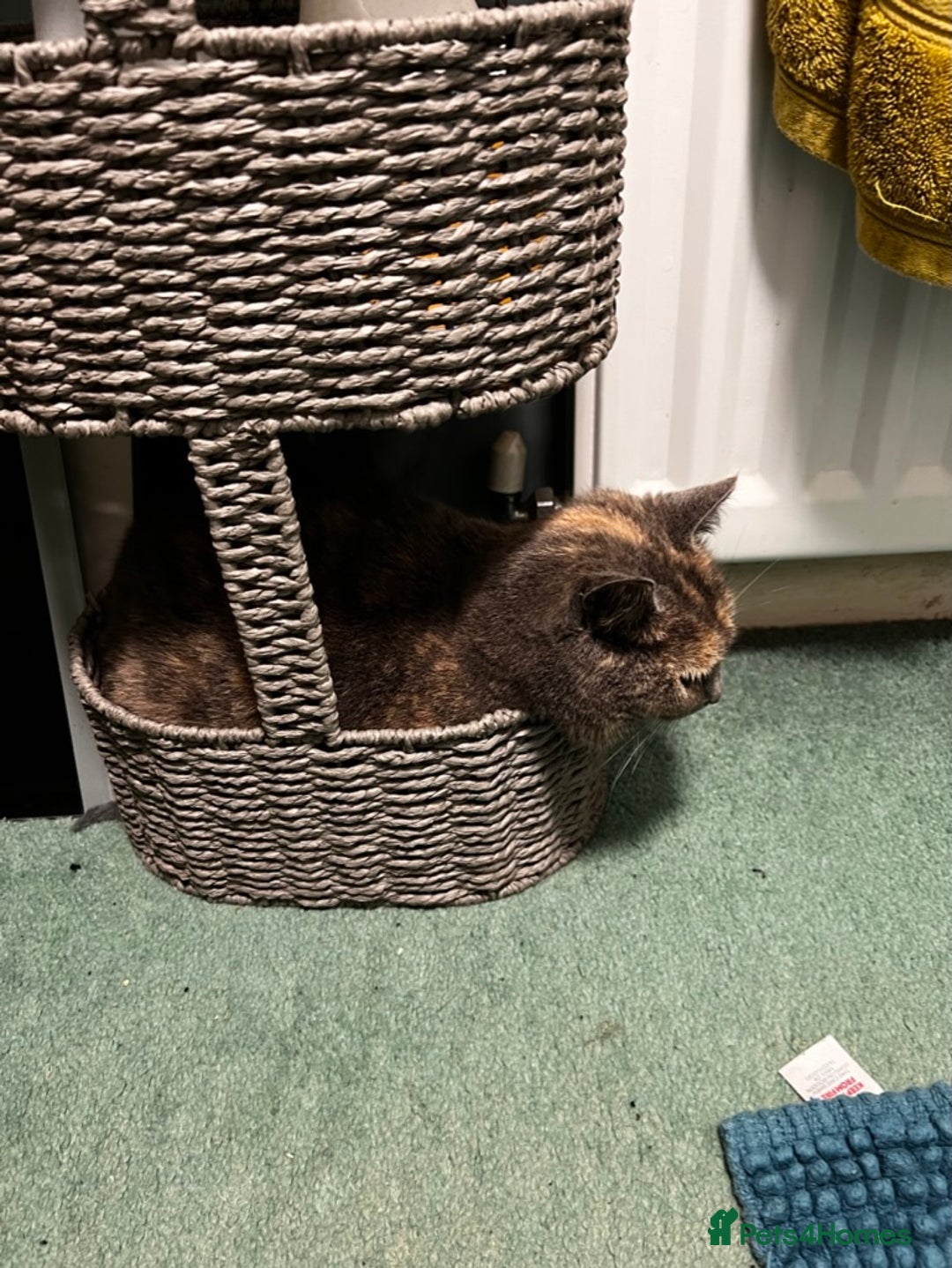 Mixed Breed cats for sale: Beautiful Layla needs a new family - Advert 11