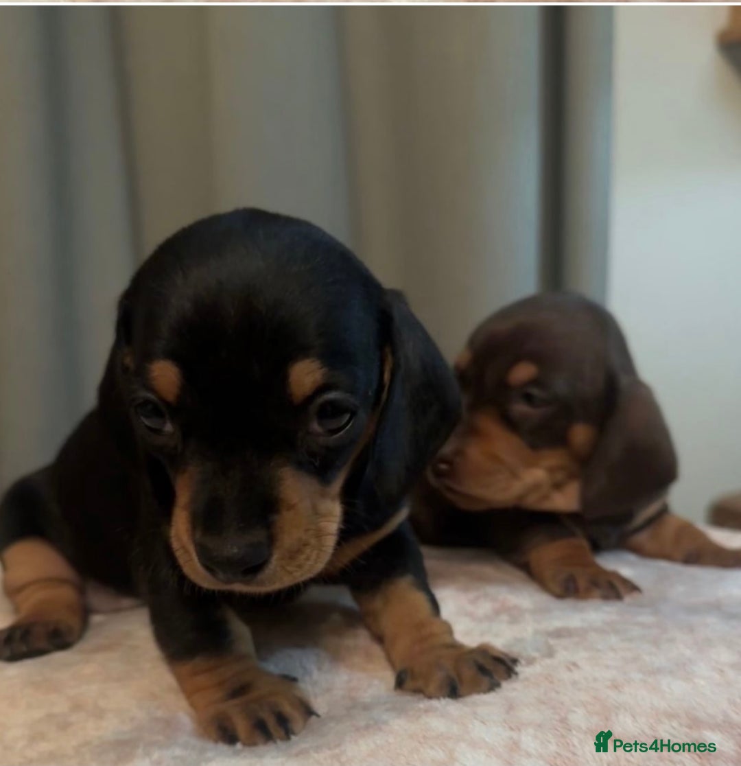 Dachshund dogs for sale: 2 GORGEOUS DAPPLE DACHSHUNDS  - Advert 4
